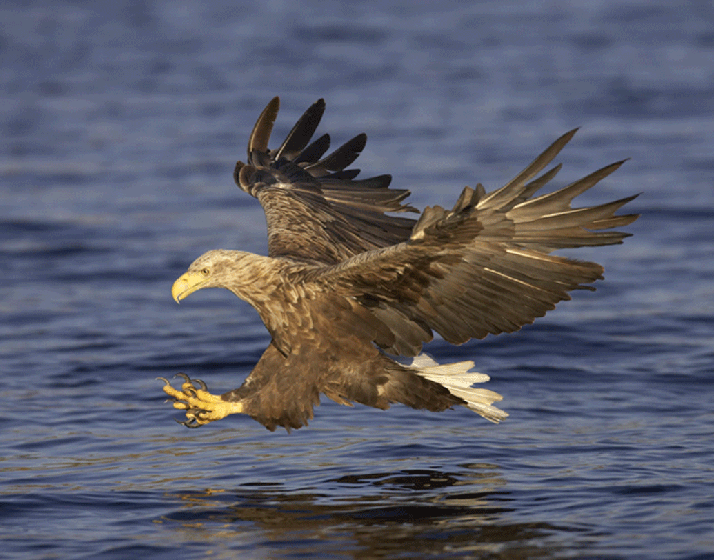 প্লিওসরদের পেশি এতটাই শক্তিশালী ছিল যে, সমুদ্রের উপরে জলের কাছাকাছি উড়ে যাওয়া বড় আকারের পাখিদেরও এরাজল থেকে ঝাঁপিয়ে সহজেই ধরে ফেলতে পারত।