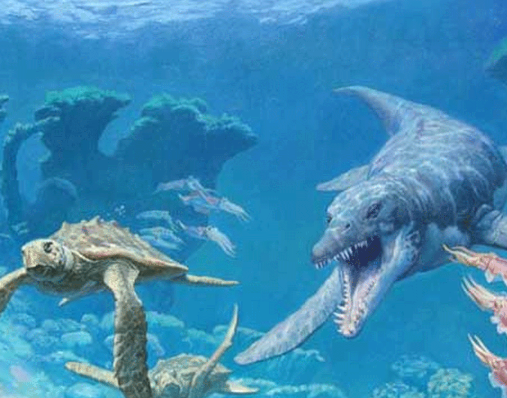 প্লিওসরের জীবাশ্মের মধ্যে আবার সে সময়কার বিশাল সামুদ্রিক কচ্ছপের জীবাশ্ম মিলেছে।