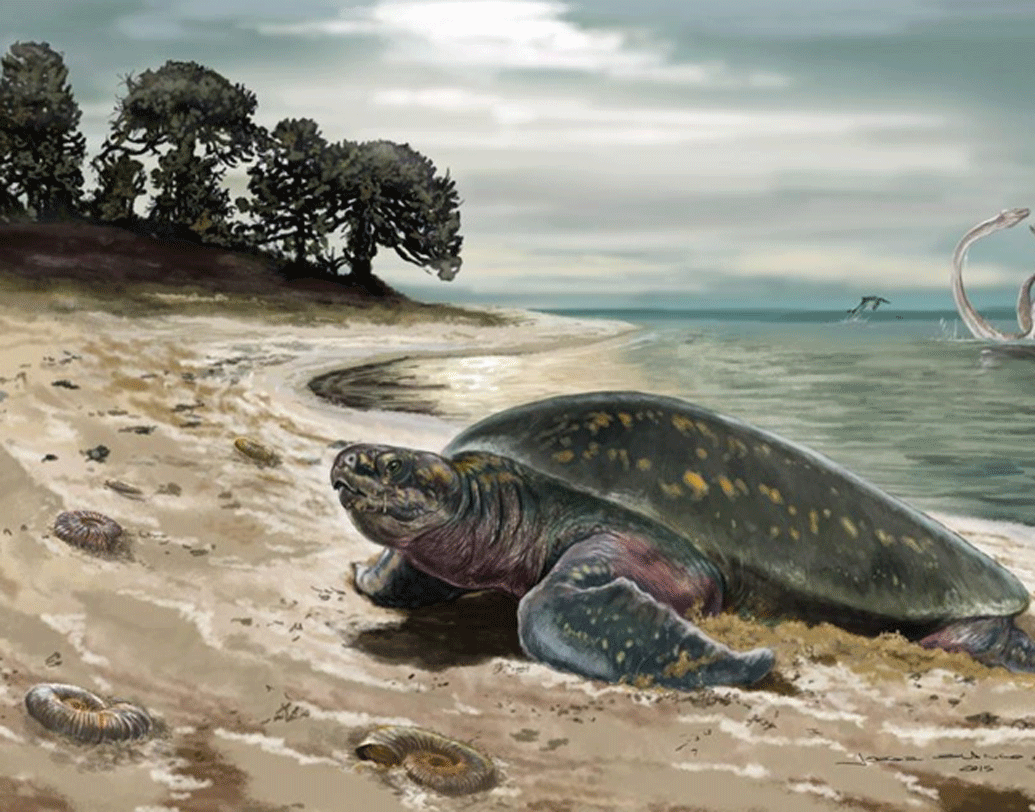 সামুদ্রিক কচ্ছপের খোলকের উপর প্লিওসরের ধারালো দাঁতের চিহ্ন মিলেছে। খোঁজ পাওয়া প্লিওসরটি ওই সামুদ্রিক কচ্ছপকেও খেয়েছিল বলে অনুমান বিজ্ঞানীদের।