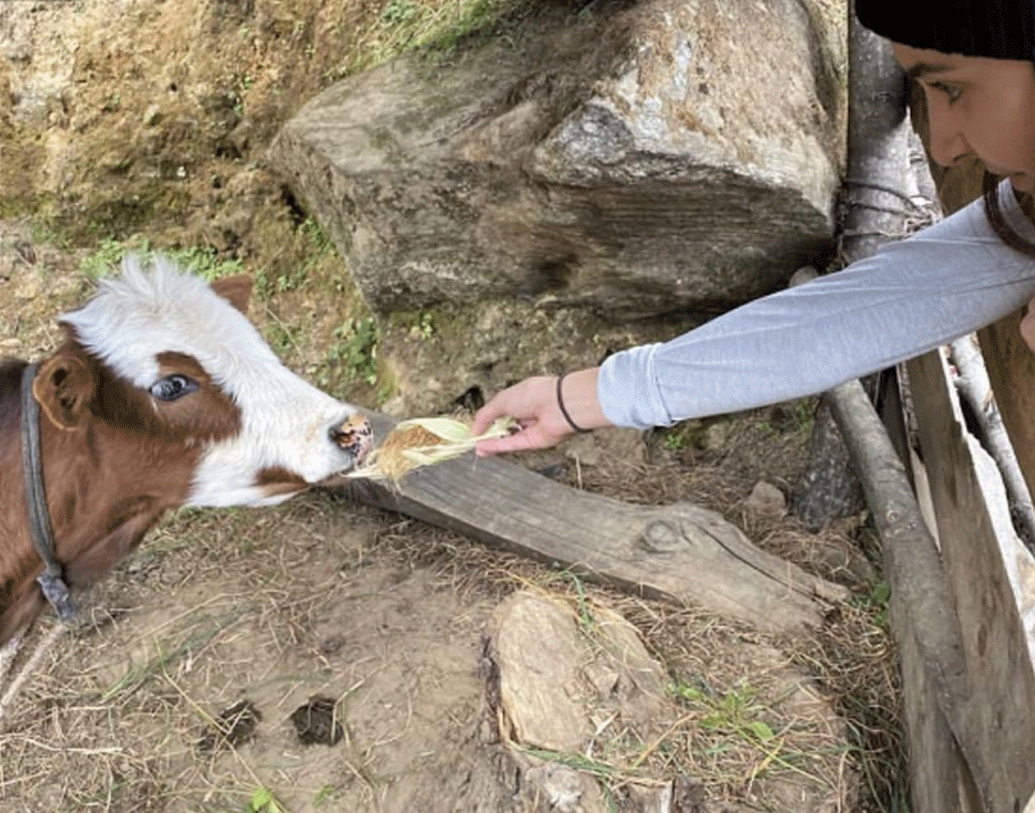 গ্রামের রাস্তার পাশে ৪-৫ মাসের এক বাছুরকে খাওয়াচ্ছিলেন অনুষ্কা। সে সময় ক্লান্ত দুই সেলিব্রিটি পথিককে চা খাওয়ার জন্য বাড়িতে আমন্ত্রণ জানান গ্রামেরই এক পরিবার।