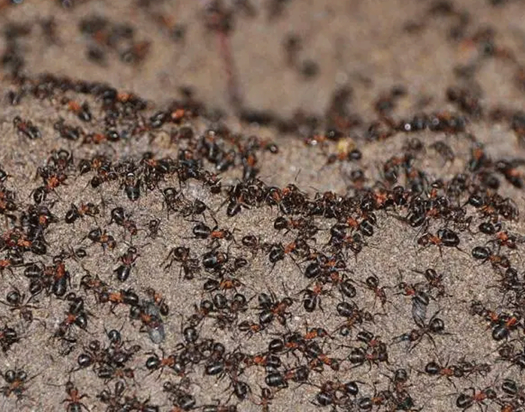 তবে সম্প্রতি বিজ্ঞানীরা এমন এক পিঁপড়ের কলোনির খোঁজ পেয়েছেন, যারা প্রকৃত অর্থে ক্যানিবল অর্থাত্ স্বপ্রজাতির মাংসভোগী নয়, কিন্তু খাদ্যের অভাবে এবং বেঁচে থাকার জন্য নিজেদেরকেই খেয়ে ফেলছে তারা। অর্থাত্ সম্পূর্ণ অন্য এক চারিত্রিক বৈশিষ্ট্যের অভিযোজন ঘটেছে তাদের মধ্যে।