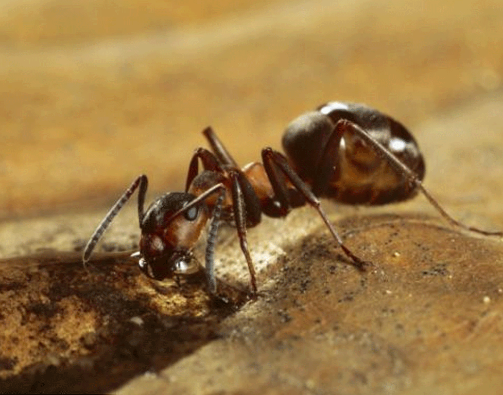 বিজ্ঞানীরা এদের নাম দিয়েছেন রাক্ষস পিঁপড়ে। দুটো উড অ্যান্ট কলোনির কাহিনি এটা। একটা কলোনি তৈরি হয়েছে রানি পিঁপড়েকে ঘিরে আর অন্য কলোনি তৈরি হয়েছে খাদ্যের অভাবকে ঘিরে। পরে তারাই রাক্ষস পিঁপড়েতে পরিণত হয়েছে।