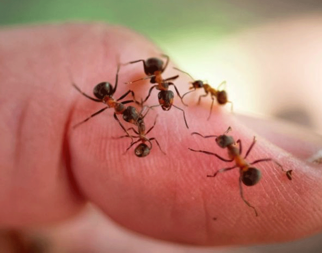 নিউক্লিয়ার বাঙ্কারে একটি পাইপের মধ্যে রয়েছে এই উড অ্যান্ট কলোনি। বিজ্ঞানীদের দাবি, এটাই আসল কলোনি। করণ এই কলোনিতেই রানি পিঁপড়ে থাকে।