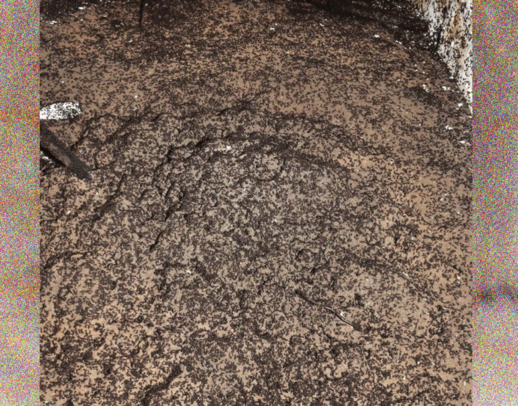 আবার বাইরেও বার হতে পারে না তারা। ফলে প্রতিদিন যে পিঁপড়ে খাদ্য খুঁজতে গিয়ে ভেন্টিলেশন পাইপে পড়ে যায় তারা মূল কলোনি থেকে সম্পূর্ণ আলাদা হয়ে যায়।