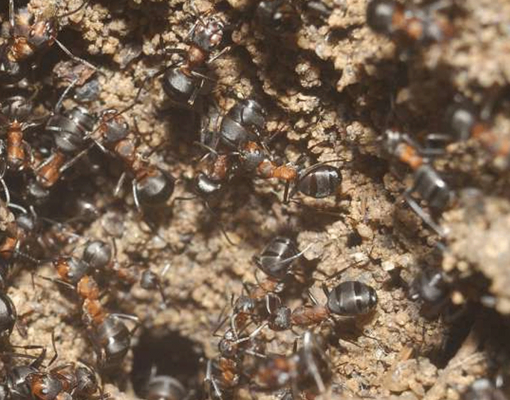 নতুন কলোনির কোনও রানি নেই। সবাই শ্রমিক বা কর্মী পিঁপড়ে। বিজ্ঞানীরা দেখেছেন, বাইরে না বার হতে পারায় ওই কলোনি মধ্যে চূড়ান্ত খাদ্যের অভাব দেখা দেয়।