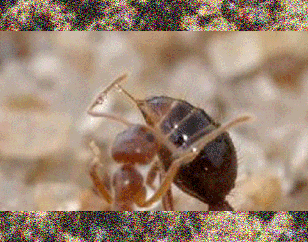 দীর্ঘ দিন খাদ্য না পেয়ে অনেক পিঁপড়ে মারা যায়। তখন ওই নতুন কলোনির অন্য পিঁপড়েরা মৃত পিঁপড়েদের খেয়ে জীবনধারণ করে। আবার অনেক সময় তাদের মধ্যে এতটাই খাদ্যাভাব দেখা যায় যে, পিঁপড়েরা নিজেদের মধ্যেই যুদ্ধ করতে শুরু করে। যুদ্ধে মৃত সৈনিকদের দেহ খেয়ে বাকিরা বেঁচে থাকে।