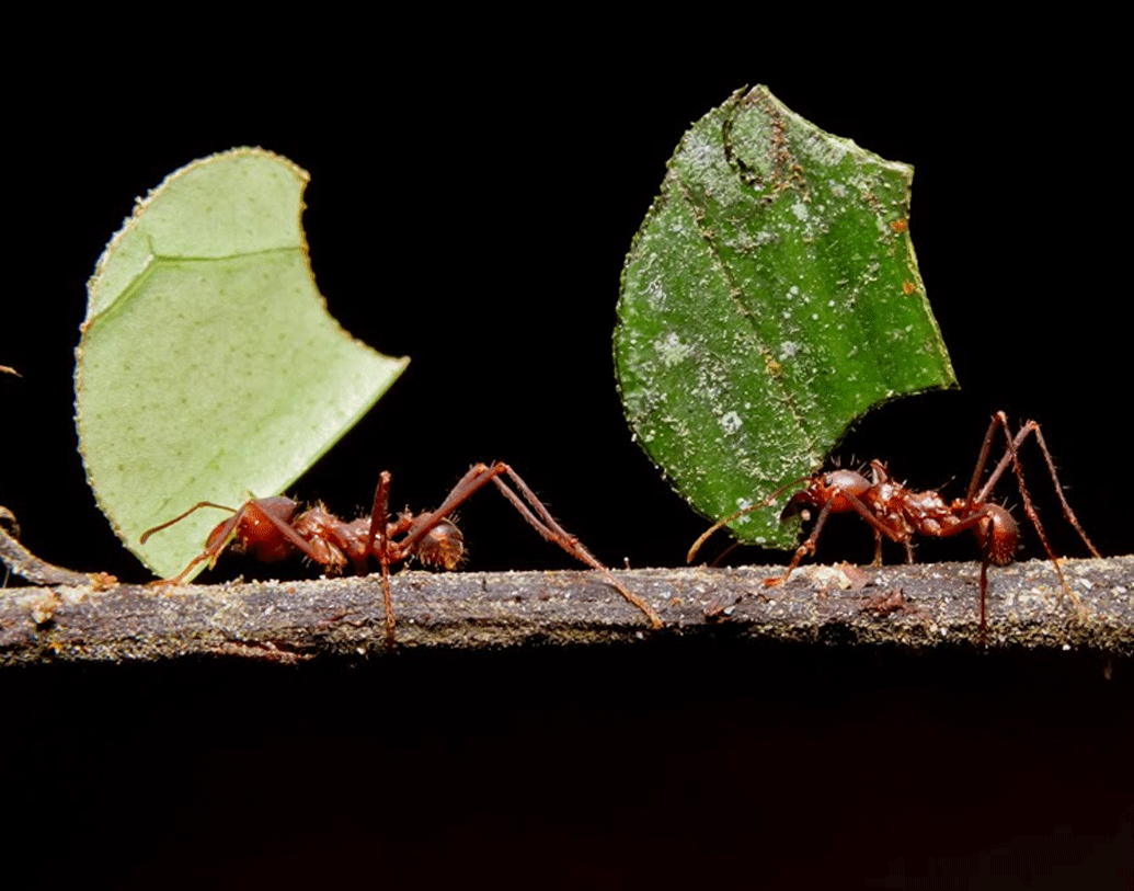 এবং এতদিন যারা স্বপ্রজাকিভুক হয়ে উঠেছিল, মূল কলোনিতে ফিরে তারা আবার আগের মতোই ব্যবহার করে। তবে পিঁপড়েরা এখনও খাবার সংগ্রহ করতে গিয়ে অনেকেই ভেন্টিলেশন পাইপের মধ্যে পড়ে যায় এবং একই ভাবে তারা আবার স্বপ্রজাতিভুক হয়ে ওঠে।