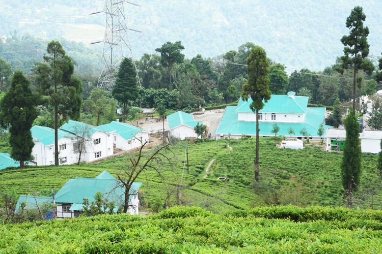 Vivid description of Temi tea garden route dgtl