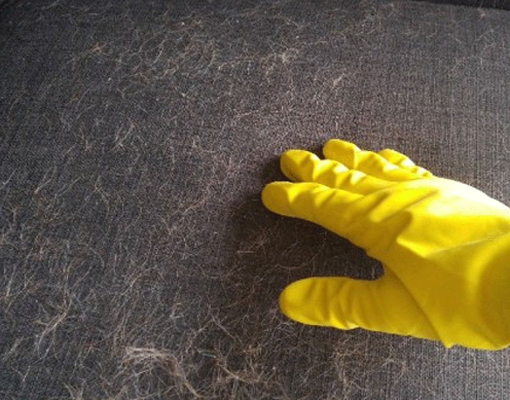 অনেকেই বাড়িতে পোষ্য রাখেন। এর একটি সমস্যা হল, বাড়িতে পোষ্যের লোম ছড়িয়ে থাকা। তা এমন ভাবে বিছানায়, সোফায় লেগে থাকে যে, তা সহজে পরিষ্কার করা যায় না। এই সমস্যা মুক্তিরও একটা সহজ উপায় রয়েছে। হাতে পরার জন্য রাবারের গ্লাভস বাজারে সহজলভ্য। গ্লাভস পরে পোষ্যের লোমের উপর দিয়ে কয়েকবার বুলিয়ে নিন। গ্লাভসের আঠালো উপরিভাগে সমস্ত লোম আটকে যাবে।