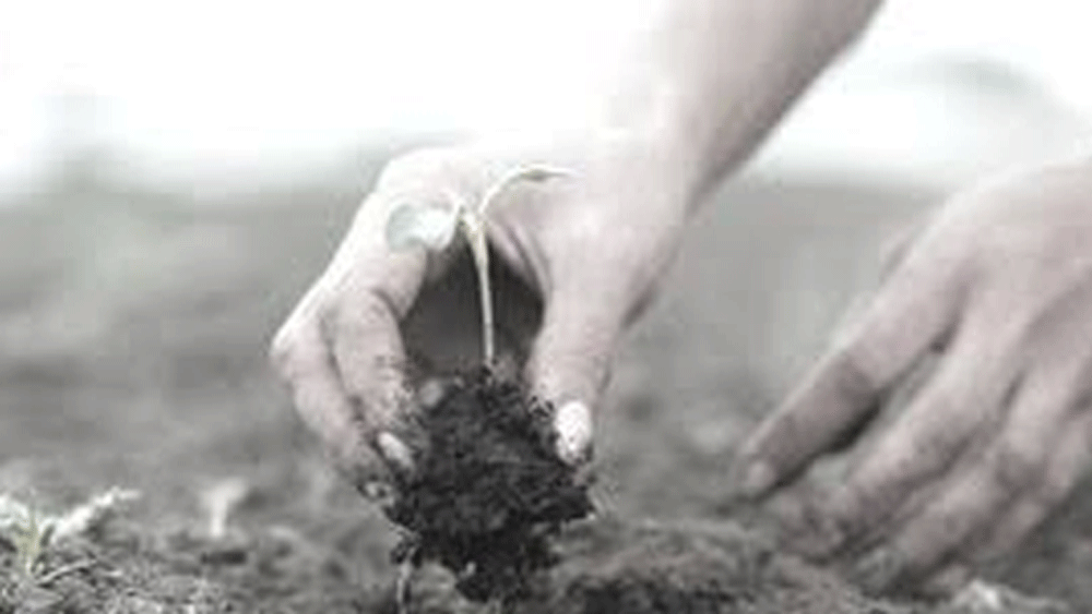 পূর্বপুরুষদের শিখিয়ে দেওয়া সেই একই রীতি মেনে কৃষিকাজ এগিয়ে নিয়ে চলাটাই ছিল দস্তুর। কিন্তু ওই কৃষকই চাষাবাদের অন্য দিশা দেখালেন।