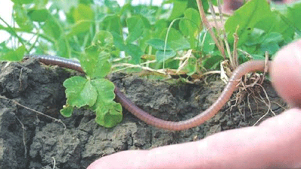 সেই জমিতেই জৈব চাষ করতে শুরু করলেন হুকুমচাঁদ। গোবর, শুকনো পাতা, খড়, কেঁচো, সব্জির খোসা-সমস্ত কিছু দিয়ে তৈরি করলেন জৈব সার।