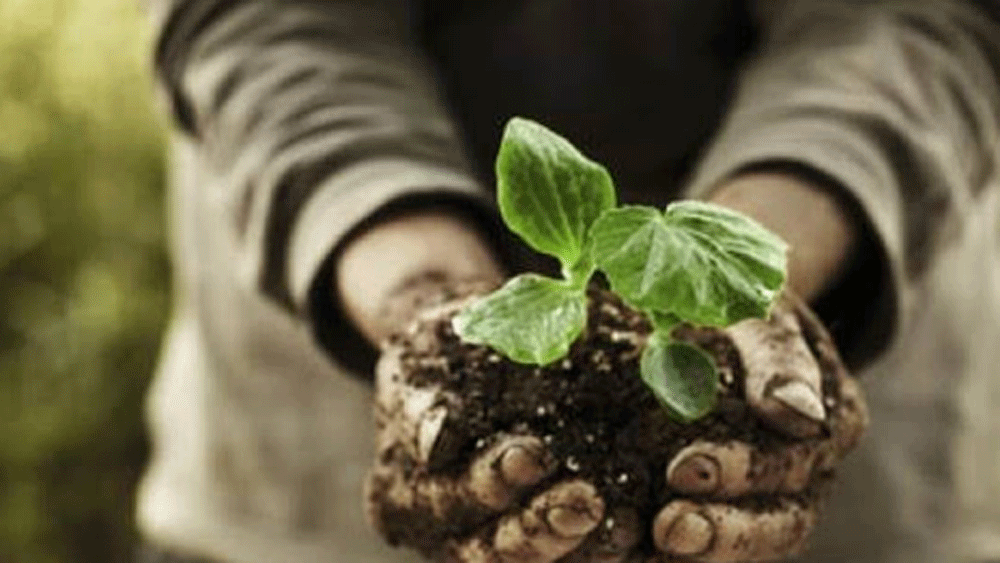 তারপর মাটি ভাল করে কুপিয়ে সেই সার মিশিয়ে দিলেন। কড়ে রোদ যাতে জমির আর্দ্রতা সব টেনে না নেয়, তার জন্য খড় বিছিয়ে দিলেন উপরে।