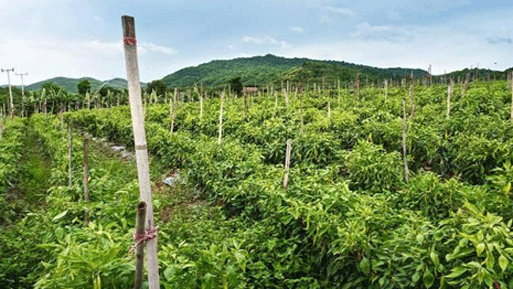 এ সব দেখে এবং জৈব সব্জির পুষ্টিগুণ ও উত্পাদন হিসাব করে শেষমেশ ২০০৪ সালে হুকুমচাঁদকে পুরো জমিতে চাষের অনুমতি দিয়ে দেয় তাঁর পরিবার।