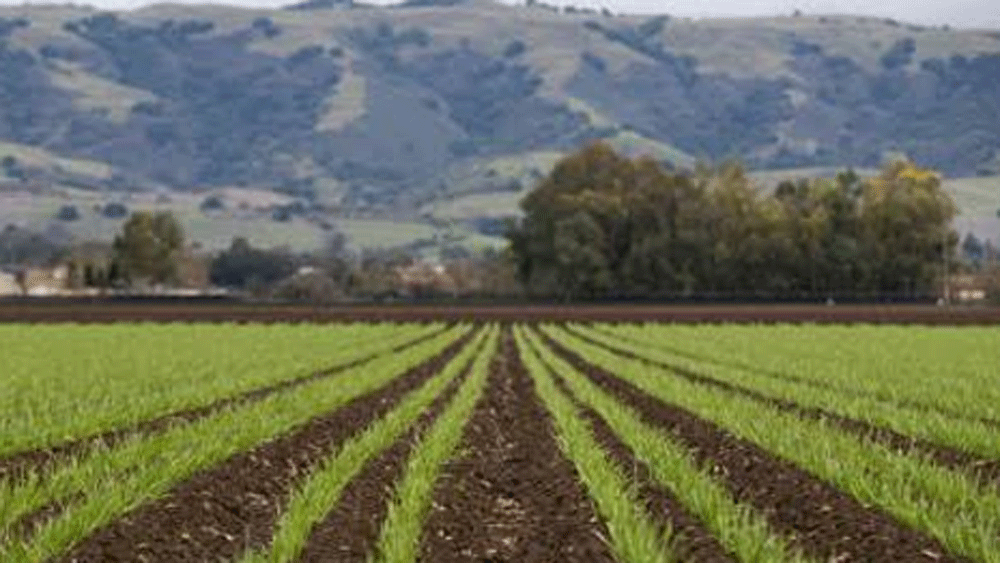 তাঁর জমি থেকে প্রতি বছর দু’হাজার কিলোরও বেশি রসুন যায় সুইত্জারল্যান্ডে, ৫০ টন মেথি যায় জার্মানিতে আর ১০০ টন ধনে গুঁড়ো যায় জাপানে।