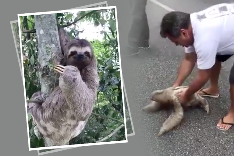 Viral video | Viral video: This man helps a sloth in crossing the road and  it thanked him dgtl - Anandabazar