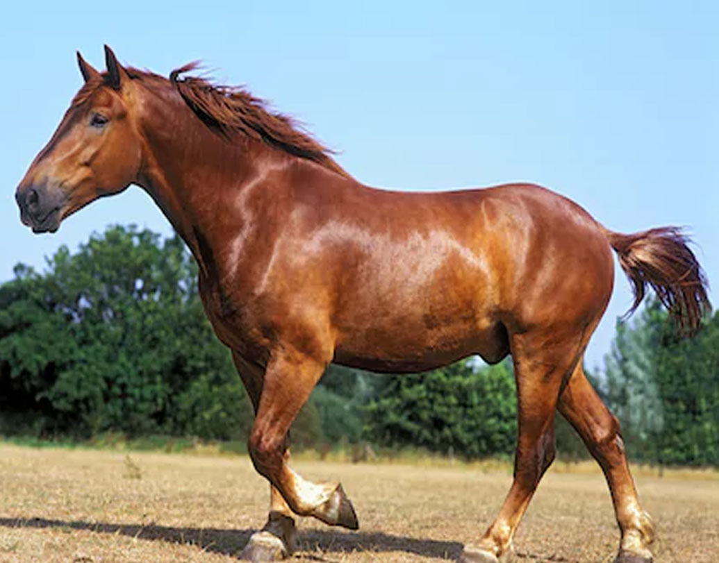একদল বলেছিলেন এটি আসলে প্রাচীন ঘোড়ার জিনের অংশ। কিন্তু স্তনবৃন্তের আচ্ছাদন বলে নিলাম ঘর এটি বিক্রি করায় বিতর্ক হয়। এটি কয়েক কোটি টাকায় বিক্রি হওয়ার পরও তাই বিক্রেতার নাম গোপন রাখা হয়। তবে এই আচ্ছাদন আরও বেশ কয়েকটি রয়েছে নিলাম ঘরের কাছে।