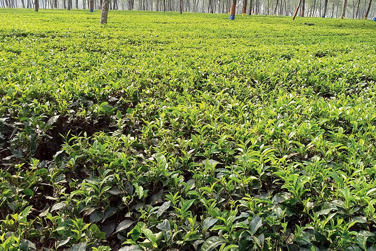 Tea Gardens in North Bengal opened after 2 months closing