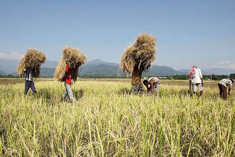 Farmers are always get deceived