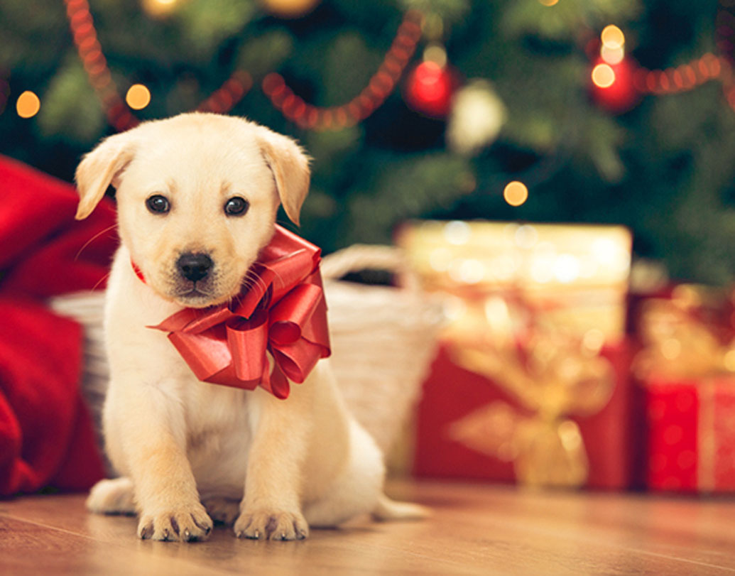 পাপ্পি বা কুকুর ছানা উপহার অনেকের কাছেই বেশ আনন্দের। তবে সাধারণত একটা কুকুর ছানা মানে অনেকটা দায়িত্ব, সম্পর্কের গোড়ার দিকে এ জাতীয় উপহার এড়িয়ে চলুন।