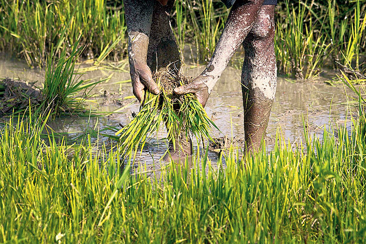 Center planning to transfer 2 installment to farmers account before budget