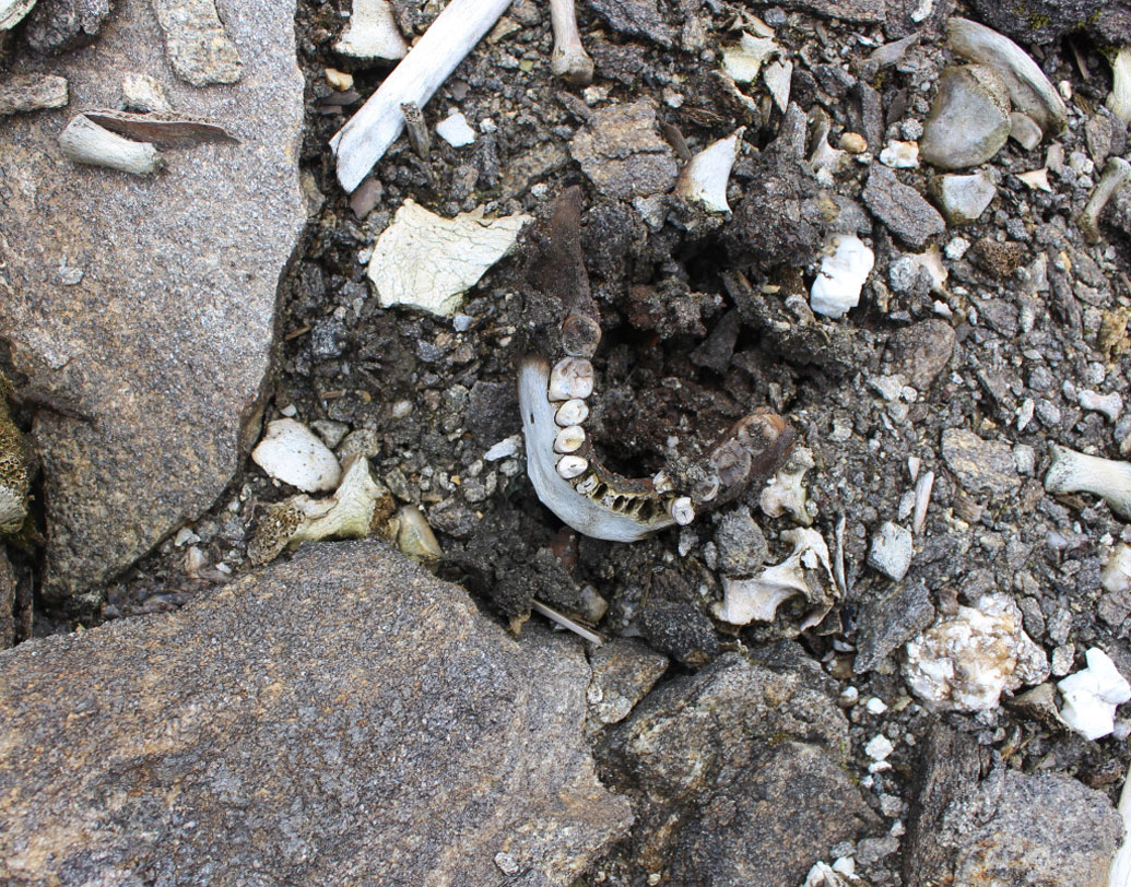 প্রতিটি খুলির মাঝে ফাটল, এটা ছিল কঙ্কালগুলির বৈশিষ্ট্য। ছোট কিন্তু এই গভীর আঘাত থেকেই মৃত্যু হয়েছিল বলে দাবি করেছেন গবেষকরা।