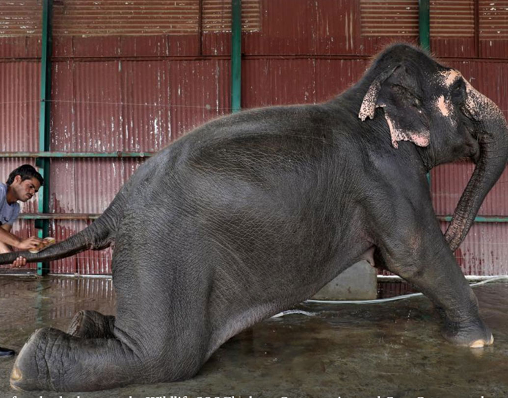 আসলে দেশে প্রথম বার অসুস্থ হাতিদের জন্য হাসপাতাল খোলা হয়েছে। উত্তরপ্রদেশের মথুরায় এই হাসপাতাল তৈরি হয়েছে।  একটি বেসরকারি স্বেচ্ছাসেবী সংস্থা এটি চালু করেছে।