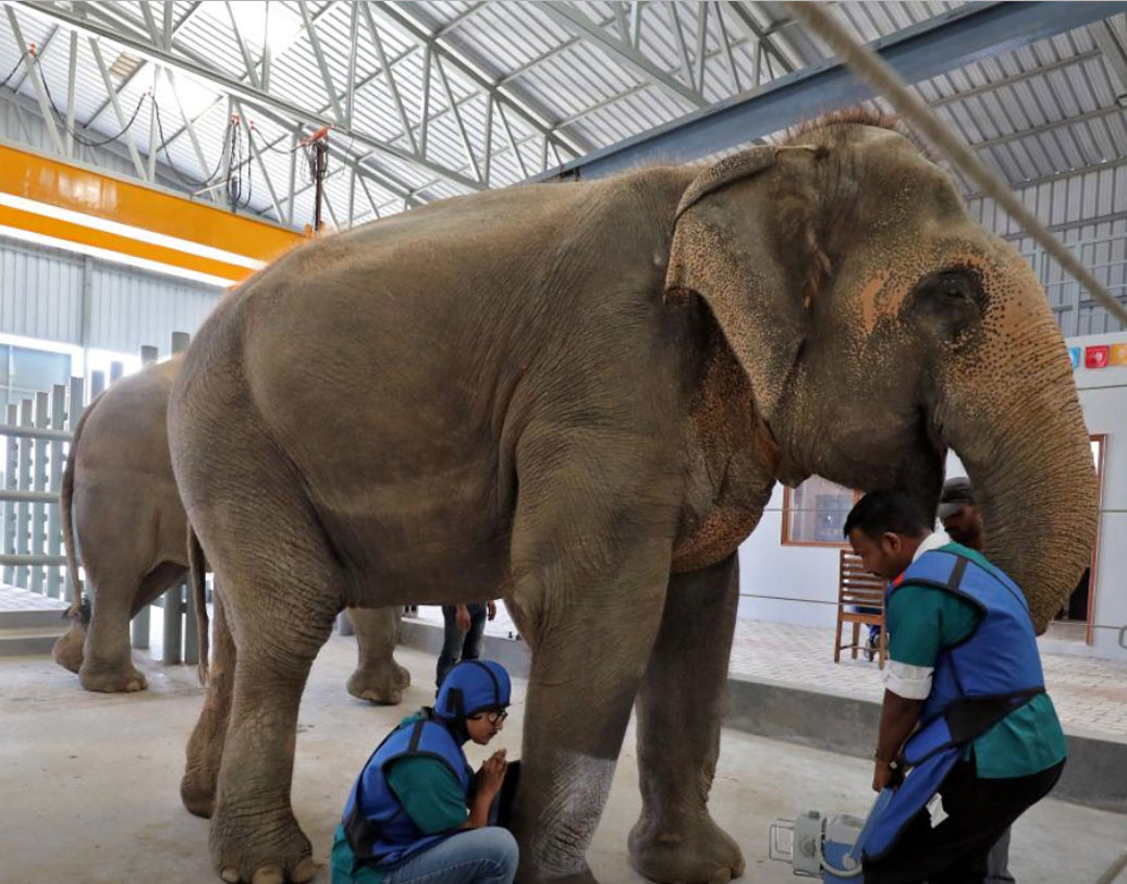 হাসপাতালে রয়েছে ডিজিটাল এক্স রে, থার্মাল ইমেজিং, আল্ট্রাসোনোগ্রাফি, ঘুমপাড়ানি বন্দুক ও কোয়ারান্টাইন ব্যবস্থা। এই হাসপাতালে পর্যটকরাও যেতে পারেন, খুদে থেকে বুড়ো প্রতিটি হাতিরই চিকিৎসা হচ্ছে এখানে।