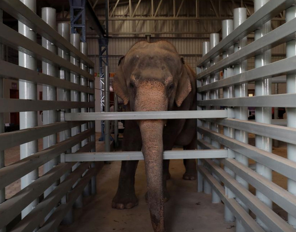 ভারতীয় সংস্কৃতির অন্যতম অংশ হাতি, এ ছাড়াও চোরাশিকার, ট্রেনে চাপা পড়ে হাতির মৃত্যুও বেড়েই চলেছে। সবমিলে এই প্রাণীটির সুরক্ষার তাগিদেই প্রায় ১২ বর্গফুট জায়গা জুড়ে হাসপাতালটি তৈরি হয়েছে।