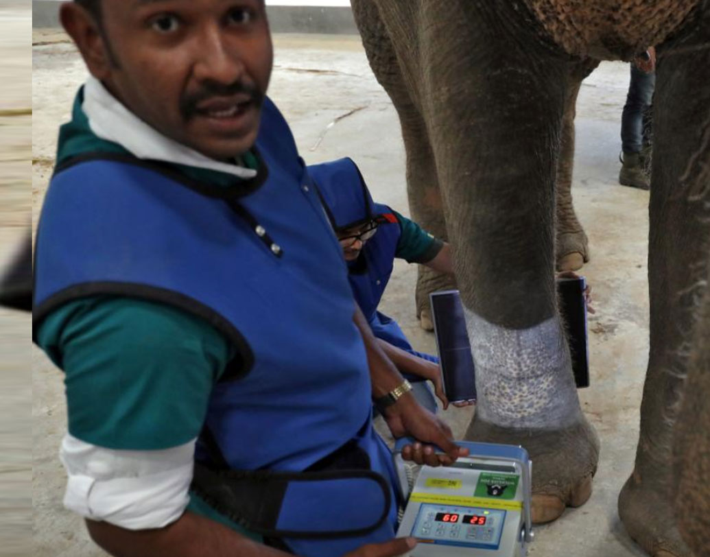 এই ওয়াইল্ড লাইফ এসওএস হাসপাতালের সহ-প্রতিষ্ঠাতা বলেন, পোষা হাতি মানেই তা শুধুমাত্র নিজের কাজে লাগানোর জন্য এমন তো নয়। তাকে যত্নও করতে হবে।