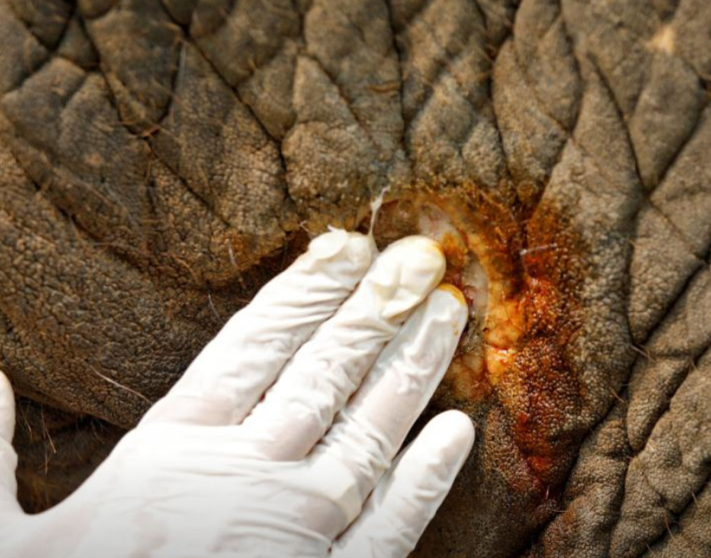 অনেক জায়গায় মাহুতরা বিদ্যুতের তার দিয়ে হাতিকে আঘাত করেন, এ জাতীয় নিষ্ঠুর প্রথায় অসুস্থ হয়ে পড়ে হাতিগুলি। প্রাণীদের অধিকার রক্ষা সংগঠনও তাই এই উদ্যোগকে স্বাগত জানিয়েছে।