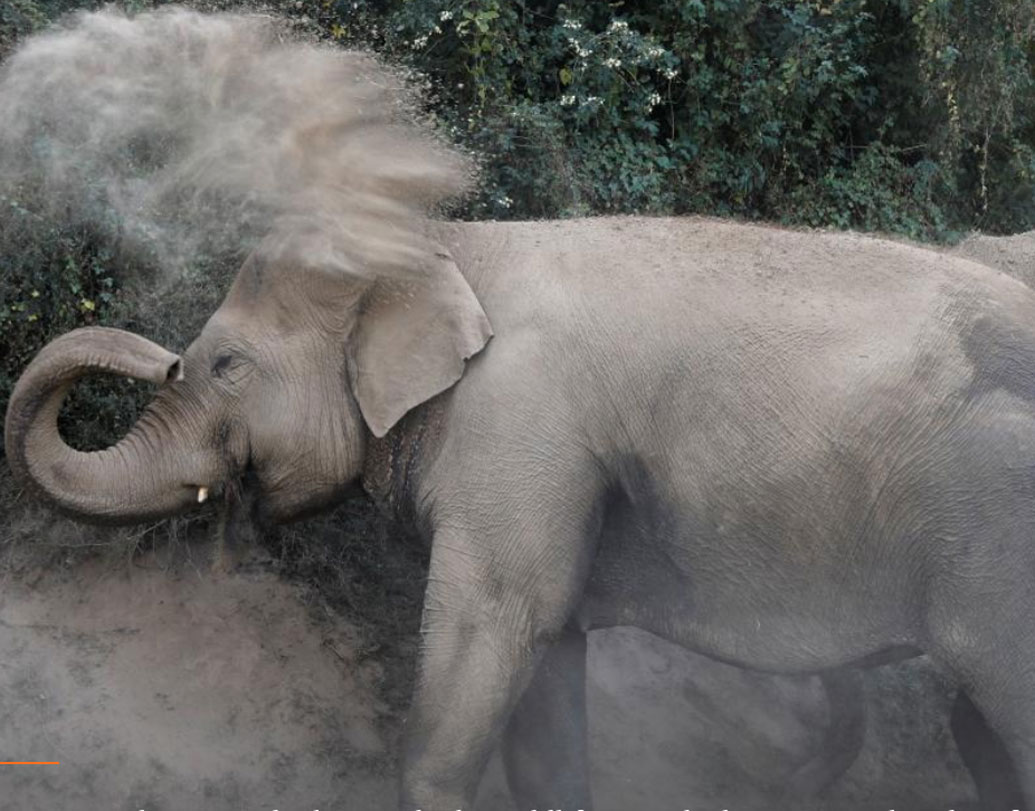 ২০১৭ সালে দেশে হাতির সংখ্যা ছিল ২৭,৩১২, যা ২০১২ সালের (৩০,৩১১) তুলনায় অনেকটাই কম। এশিয়ার প্রায় অর্ধেকেরও বেশি হাতি রয়েছে ভারতে।