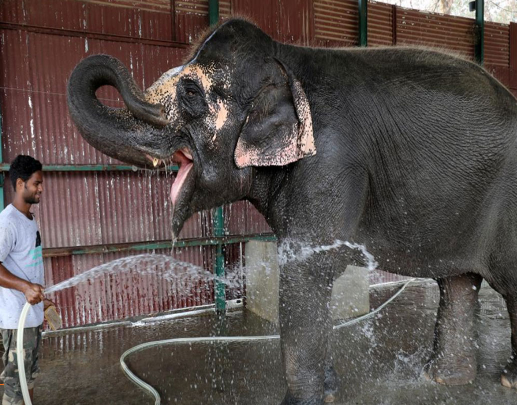 হাতিদের যাতে ধাতব কোনও ধারালো হুক নিয়ে পোষ মানানোর চেষ্টা না করা হয়, তাও দেখছেন বন্যপ্রাণ বিশেষজ্ঞরা। যমুনা নদীর পারে অবস্থিত এই হাসপাতাল একটি জঙ্গলের কাছেই অবস্থিত।