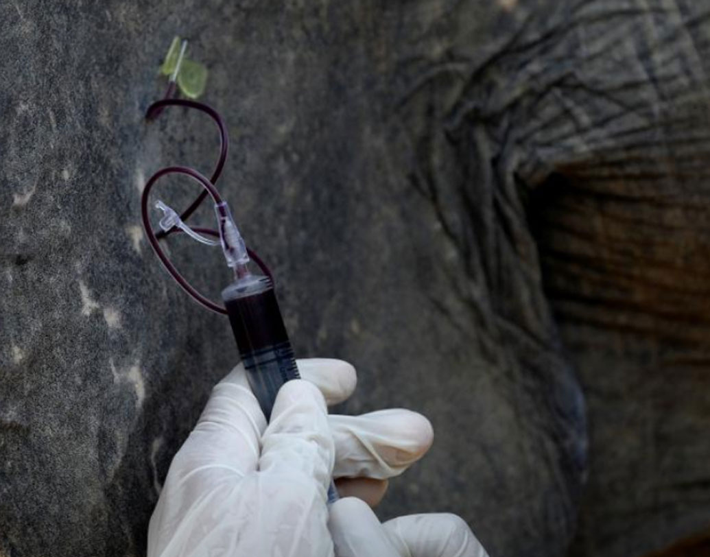 প্রায় ২৪টি হাতির চিকিৎসা চলছে এই মুহূর্তে এই হাসপাতালে। ২০১৮ সালের নভেম্বর মাসে এটি চালু হয়। পর্যটকদের আকর্ষণ ও হাতিদের নিরাপত্তা, এই দুই মাথায় রাখা হয়েছে এই হাসপাতাল শুরুর সময়।