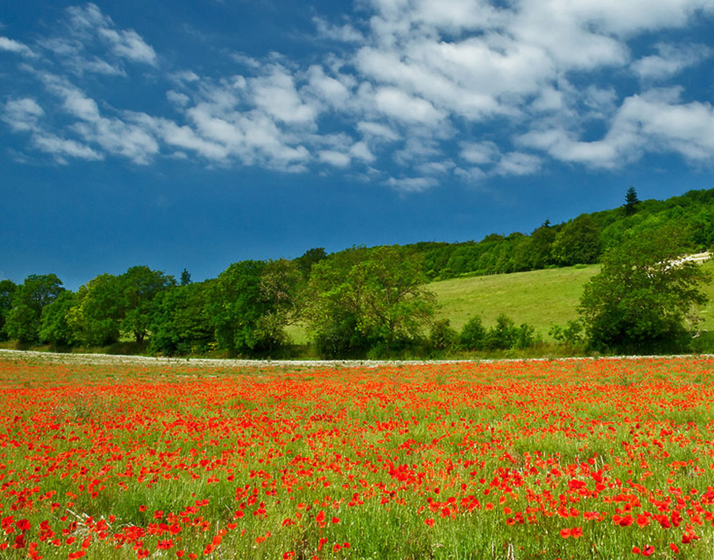 ৫০ বছর ধরে এই কৃষি জমিতে খোঁজ চালাচ্ছিলেন শখের প্রত্নতাত্বিকরা। তাঁদের ‘চোখে’ এত দিন কিছু না পড়ায় স্বর্ণমুদ্রা নিয়ে প্রত্যাশা আরও কমে যায় তাঁদের।