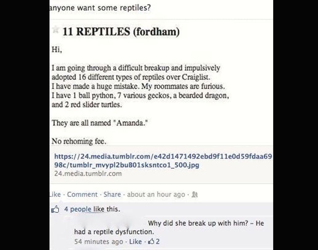 ব্রেক আপ হওয়ায় একটা বল পাইথন, সাতটা গেকো, একটা বিয়ার্ডেড ড্রাগন, দুটো রেড স্লাইডার টার্টল কিনেছিলেন এক ব্যক্তি। পরে সেগুলিকেই বিক্রির কথা অনলাইনে জানান তিনি। অনেকেই বলেছিলেন, এটা আসলে মজা। কেউ কিনেছেন কি না, তা জানাও যায়নি।