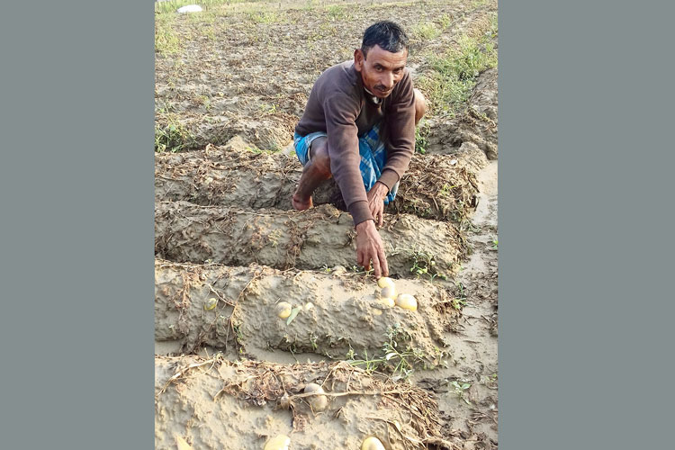 বিদেগঙ্গায় আলু চাষে ক্ষতি। ছবি তুলেছেন নির্মল বসু