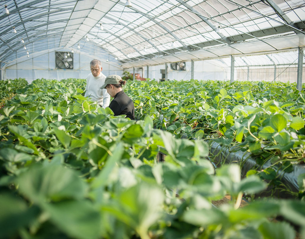 কৃষি ম্যানেজার: বিএলএসের রিপোর্ট বলছে, এক সময়ে আমেরিকা-সহ বিশ্বের বিভিন্ন ফার্মে কাজ, কৃষি ম্যানেজারের দায়িত্ব পালন বেশ জনপ্রিয় ছিল। রিপোর্ট বলছে, এই চাকরির জনপ্রিয়তা ক্রমেই কমছে।