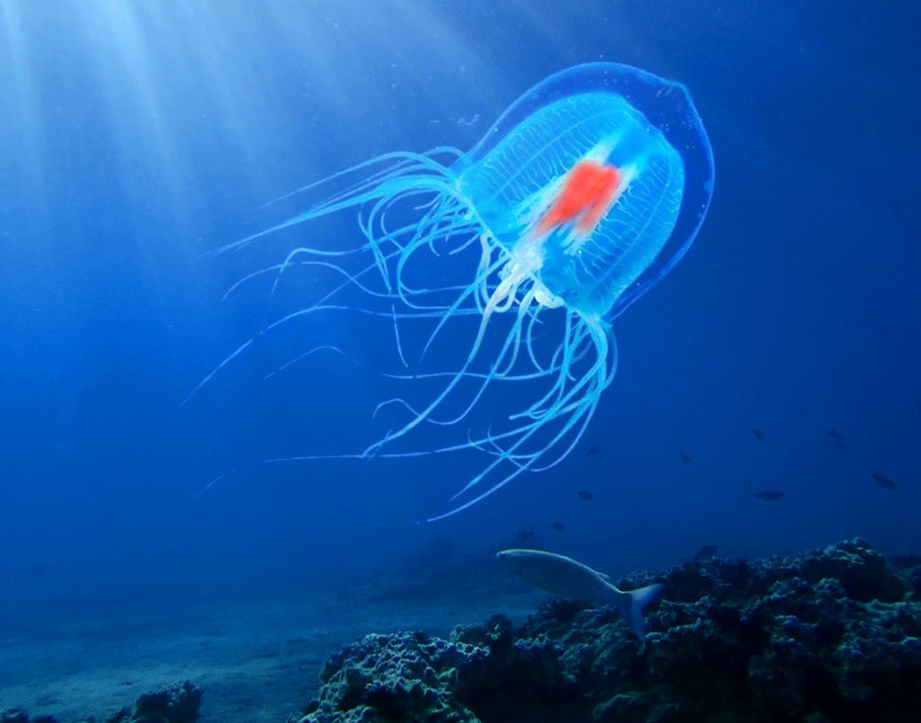 এর মধ্যে শরীরের সব কোষকে নতুন কোষে রূপান্তর করে জেলিফিশটি, আর বয়স একদম কমিয়ে ফেলে। এ ভাবেই বারবার নিজেকে রূপান্তরের মাধ্যমে এরা বার্ধক্যকে ঠেকিয়ে রাখে। তবে এ নিয়ে বিজ্ঞানীদের মধ্যে মত পার্থক্য রয়েছে।