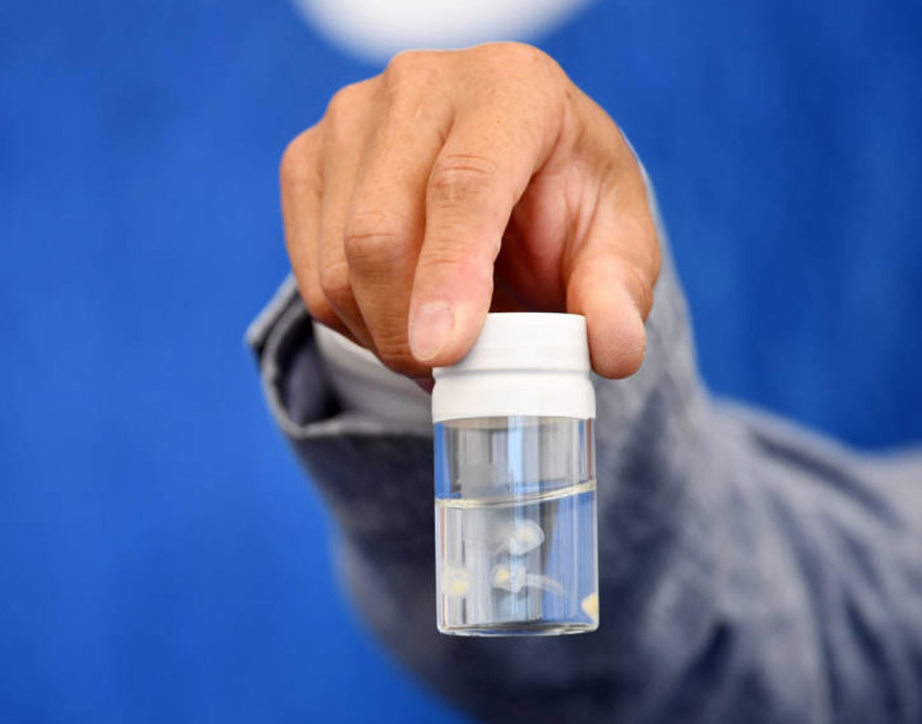 এই জেলিফিশগুলি মূলত ভূমধ্যসাগর ও জাপানের সমুদ্রে দেখা যায়। জাপানের কিয়োতো বিশ্ববিদ্যালয়ের গবেষকরা এই জেলিফিশ নিয়ে গবেষণা করছেন।