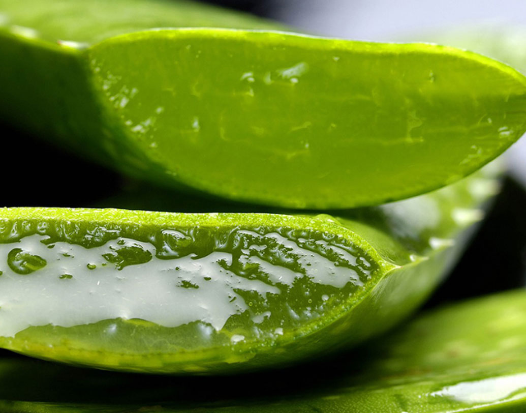 অ্যালভেরা: একটা অ্যালভেরা পাতা কেটে নিন। ভিতরের থকথকে জেলিটা ওই জায়গায় লাগিয়ে দিন। কয়েকদিন করলেই জড়ুল শুকিয়ে যাবে। নিজে থেকে ঝরেও যাবে। অ্যালোভেরার মধ্যে উপস্থিত ম্যালিক অ্যাসিড এই ম্যাজিক করে দেখাবে।