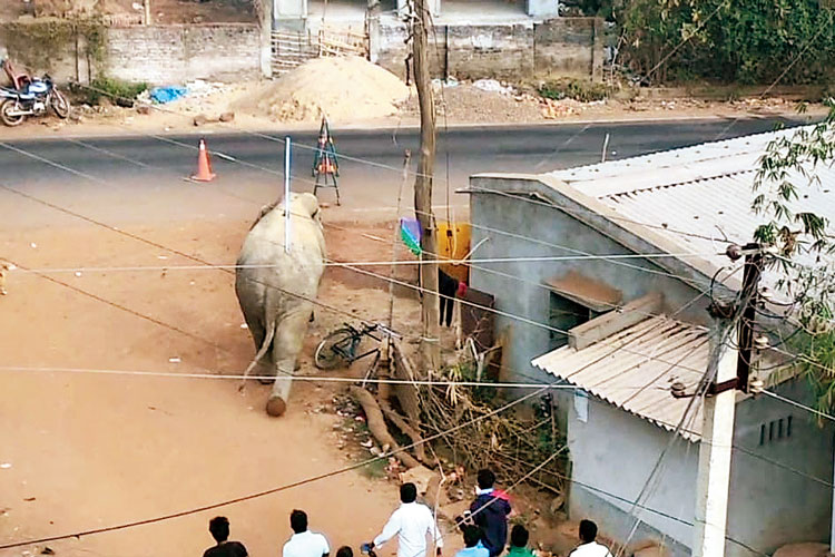 দিশেহারা: লোকালয়ে হাতি। নয়াগ্রামের খড়িকামাথানিতে। নিজস্ব চিত্র