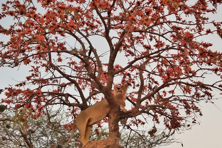 Narendra Modi shares picture of Lion climbing in tree in Gir sanctuary dgtl