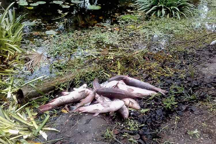 লেরাম লেকে মরা মাছ। সোমবার, বটানিক্যাল গার্ডেনে। নিজস্ব চিত্র