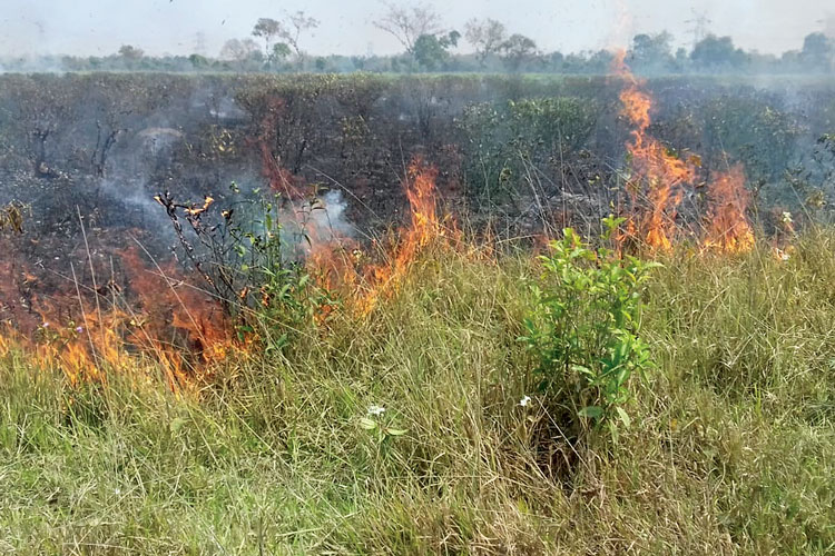 Fire at a tea garden at Jalpaiguri, about 3000 trees burnt 