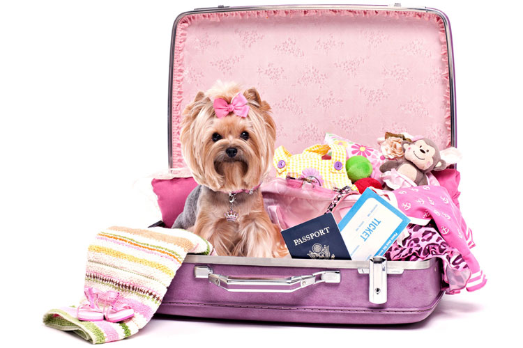 সম্প্রতি তেমনই ঘটনা ঘটেছে ভারতের প্রতিবেশী চিনে। প্রভুর কোটি কোটি টাকার সম্পত্তির মালিক হয়েছে তাঁর পোষ্যেরা। সন্তানেরা থাকা সত্ত্বেও তাঁরা বঞ্চিত হলেন! কিন্তু কেন?