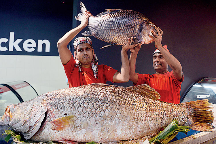 A special celebration of fish started at a shopping mall in Kolkata