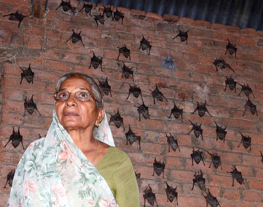 ঘরের চার দেওয়াল জুড়ে ঘাঁটি গেড়ে থাকা প্রায় দেড় থেকে দু’হাজার বাদুড়ের সঙ্গে মহানন্দে ও নিশ্চিন্তে দিন কাটাচ্ছেন এক বৃদ্ধা। 