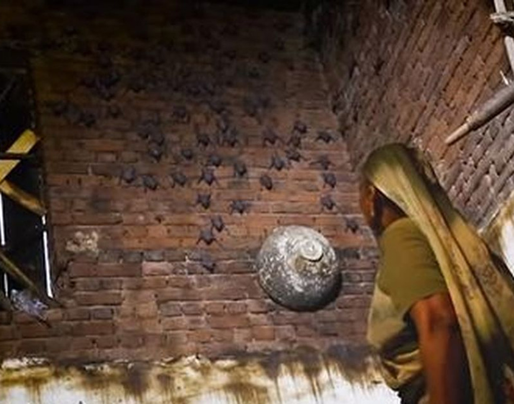 তিন মেয়ে জ্যোত্‍স্না, চন্দ্রিকা ও কাঞ্চনের বিয়ে হয়ে যাওয়ার পরে আর একমাত্র ছেলে দীনেশ মুম্বইয়ে বসবাস শুরু করলে ফাঁকা বাড়িতে ‘চামচিকে’রাই হয়ে ওঠে তাঁর নিত্যসঙ্গী। 