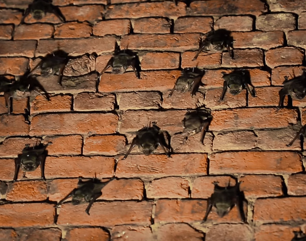 দিনে দুই বার গামলা ভর্তি করে আশ্রিতদের বিষ্ঠা আস্তাকুঁড়ে ফেলার দায়িত্বও সামলান হাসিমুখে।