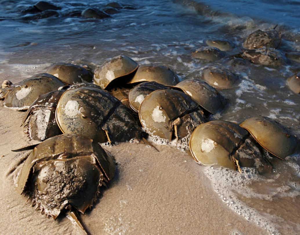 হর্স সু ক্র্যাব ব্লাড: ঘোড়ার খুরের নালের মতো দেখতে বলে এদের হর্স সু বলা হয়। এই কচ্ছপ পৃথিবীতে আনুমানিক ৪৪ কোটি বছর ধরে রয়েছে। এত প্রাচীন হওয়া সত্ত্বেও এই কাঁকড়ার কোনও পরিবর্তন হয়নি।